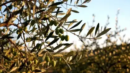 A breeze turning the narrow leaves of an olive tree so their silver undersides flash in the light