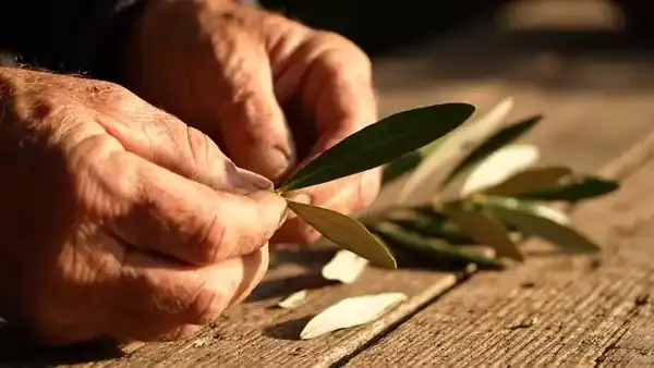 An older man's fingers turning a single olive leaf over to show its silver underside